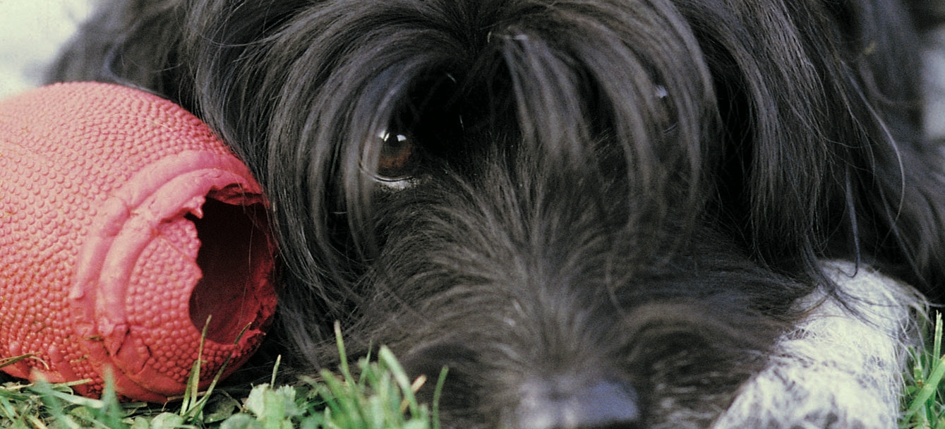 Fondo Amici di Paco - Associazione nazionale per la tutela degli animali